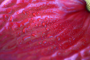 dew drops on the leaves of anthurium - 409696531