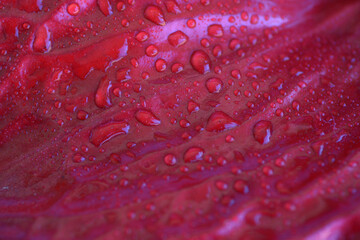 dew drops on the leaves of anthurium - 409696584