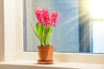 Three pink purple hyacinths on the windowsill in the apartment illuminated by the sunshine.