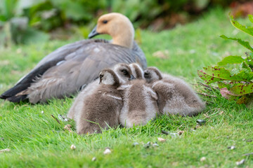 The Upland goose or Magellan goose (Chloephaga picta)
