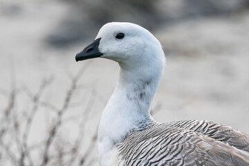 The Upland goose or Magellan goose (Chloephaga picta)