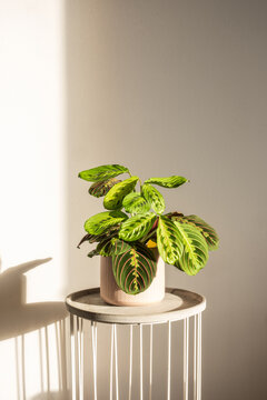 Marantha leuconeura Fascinator in a pink chevron pot in a sunny room. Trending tropical houseplant, Prayer plant