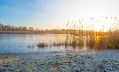 Reed along the sunny edge of a frozen blue lake in wetland in sunlight at sunrise in winter, Almere, Flevoland, The Netherlands, January 31, 2021