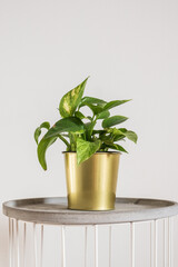 Golden pothos in a gold decorative pot. Basic easy to care for houseplant