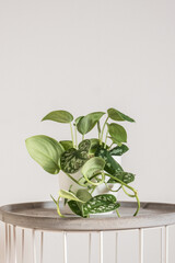 Beautiful trending tropical houseplant 
scindapsus silvery ann with silver velvety leaves also known as scindapsus pictus in a white pot on a white background. Urban gardening