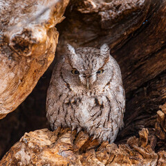 Close up of Eastern screech owl in daylight hours