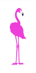 A pink flamingo bird looks ahead, standing on its feet. Isolated vector illustration.