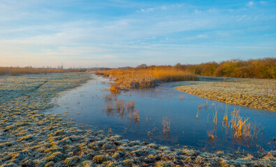 Reed along the sunny edge of a frozen blue lake in wetland in sunlight at sunrise in winter, Almere, Flevoland, The Netherlands, January 31, 2021