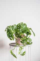 Beautiful lush Monstera adansonii in pink decorative pot on a white background, trending tropical houseplant