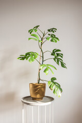 Rhaphidophora tetrasperma mini monstera trending tropical houseplant in gold decorative pot