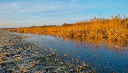 Reed along the sunny edge of a frozen blue lake in wetland in sunlight at sunrise in winter, Almere, Flevoland, The Netherlands, January 31, 2021