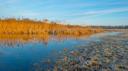 Reed along the sunny edge of a frozen blue lake in wetland in sunlight at sunrise in winter, Almere, Flevoland, The Netherlands, January 31, 2021
