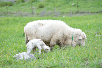 Obraz premium oves de raza merina pastando con sus crias