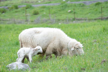 Obraz premium oves de raza merina pastando con sus crias
