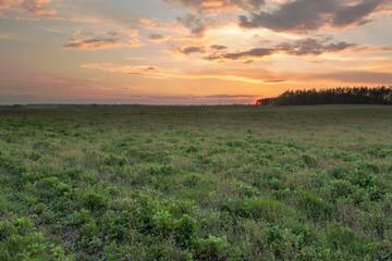 Fototapeta premium Sunset or sunrise in a field with green grass and grove in the background. In early summer or spring.