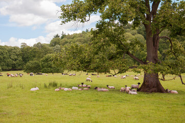 Summertime landscape and a herd of sheep