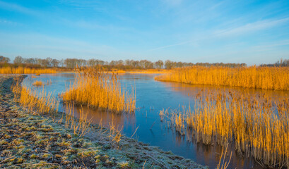 Reed along the sunny edge of a frozen blue lake in wetland in sunlight at sunrise in winter, Almere, Flevoland, The Netherlands, January 31, 2021