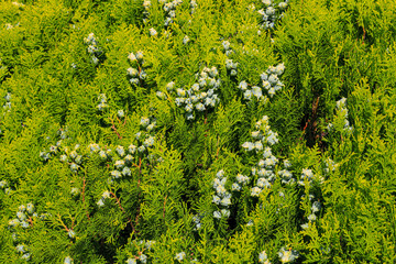 Large juniper bush with ripe berries in the forest