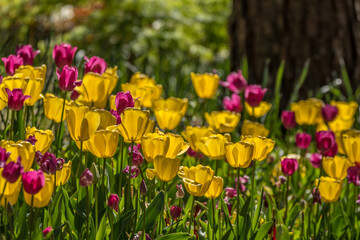 tulips yellow and magenta backlit closeup