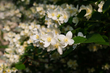 Obraz na płótnie Canvas Spring bloom of fragrant flowers of the jasmine tree