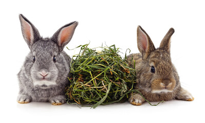 Obraz premium Two little rabbits with grass.