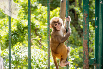 Rhesus Macaque (Mucaca) infant monkey hanging on a fence Swayambhunath or Monkey Temple, Kathmandu, Nepal © JossK