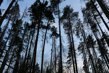 pine forest blue sky