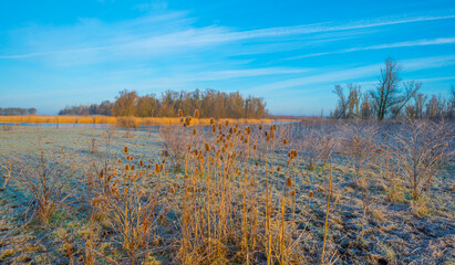 Reed along the sunny edge of a frozen blue lake in wetland in sunlight at sunrise in winter, Almere, Flevoland, The Netherlands, January 31, 2021