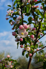 Spring flowering begins apple in the garden