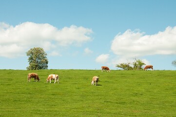 Cows on a meadow