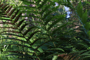 fern in the forest in summer