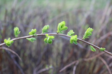 small green leaves on the branches spring