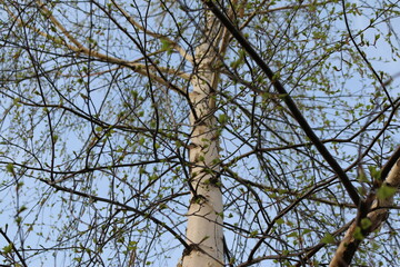 young birch leaves in spring