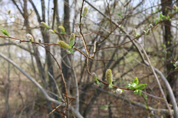 young green leaves on branches in spring