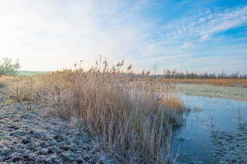 Reed along the sunny edge of a frozen blue lake in wetland in sunlight at sunrise in winter, Almere, Flevoland, The Netherlands, January 31, 2021