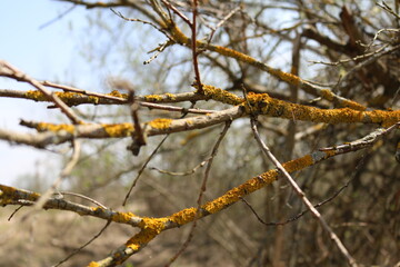 yellow moss on the branches