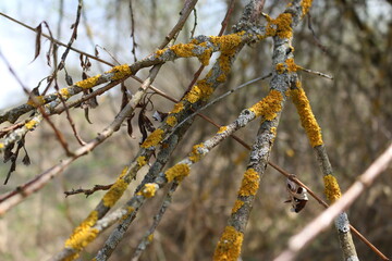 yellow moss on the branches
