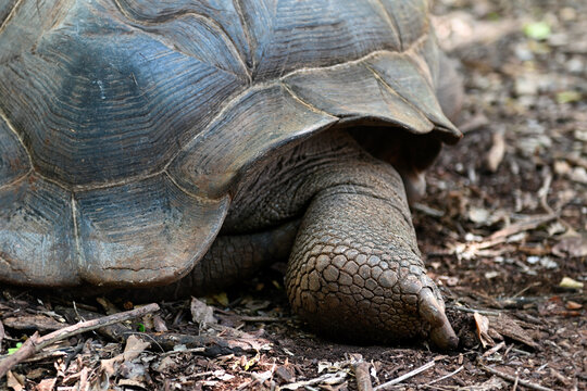 Giant Seychelles turtle in the Park on the island of Prizon, Zanzibar, Tanzania. The hind leg of a giant tortoise. The turtle crawls on the ground. Shell and hind leg of a land turtle