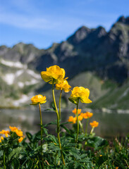 Spring flowers from the High Tatras mountains