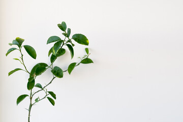 green house plant with leaves on a white background copy prostrnavto. natural leaves of a house plant