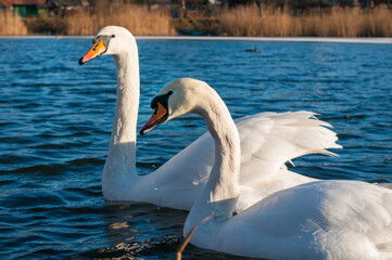 white swans group on the lake swim well under the bright sun