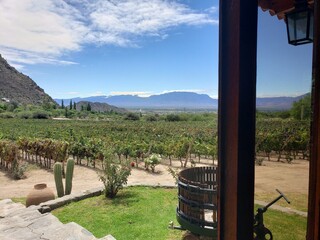 Sight from a vineyard in Cafayate