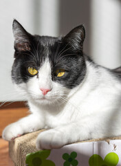 Portrait of an adorable cat lying on a cardboard scratching post while sunbathing at home