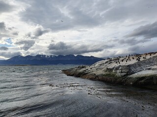 Sea lions and birds on Patagonia
