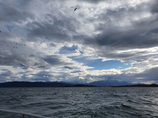 Flying birds on the Beagle Channel