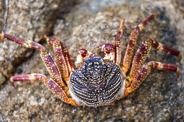 crab on the beach