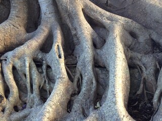 roots of a banyan tree