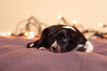 newborn border collie puppy dog sleeping on a purple bed indoors with blurry christmas lights in the background