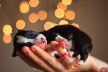 newborn border collie puppy held in hand sleeping indoors with blurry christmas lights in the background
