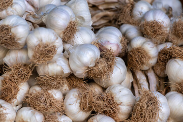 Fresh garlic background. Pile of garlic heads. Close-up. Shallow depth of field.
